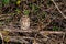 Short-eared owl, asio flammeus, roost in winter trees, Waltham Abbey, Essex, UK