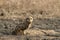 Short-eared owl, Asio flammeus, Uran JNPT, Mumbai, Maharashtra, India