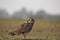 Short-eared owl Closeup shot spotted in India
