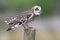 Short-Eared Owl on Fence Post