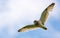 Short-eared owl flies toward with wide spreaded wings