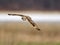 Short-eared Owl in Flight