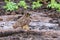 Short-eared Owl on Genovesa Island, Galapagos National Park, Ecu