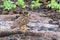 Short-eared Owl on Genovesa Island, Galapagos National Park, Ecu