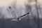 A Short-eared owl hunting over a snow covered field in Canada