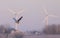 Short-eared owl hunting over a snow covered field in Canada