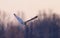 A Short-eared owl hunting over a snow covered field in Canada