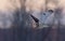 A Short-eared owl hunting over a snow covered field in Canada