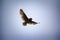 Short-eared owl marsh owl, Asio flammeus flies over nest