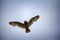 Short-eared owl marsh owl, Asio flammeus flies over nest