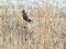 Short Eared Owl Perched in Snow Covered Stems