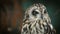 Short-eared Owl portrait
