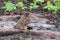 Short-eared Owl with a prey, Genovesa Island, Galapagos National