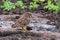 Short-eared Owl with a prey, Genovesa Island, Galapagos National