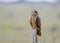 Short eared owl staring