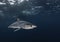 Short Fin Mako