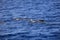 Short-finned pilot whale in the Atlantic Ocean. Canary Islands. Spain