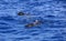 Short-finned pilot whale in the Atlantic Ocean. Canary Islands. Spain