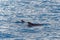 Short finned pilot whale and baby calf off coast of Tenerife, Spain