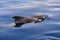 Short finned pilot whale breathing on the surface of the water during a whale watching trip in the south of Tenerife, The Canary