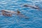 Short finned pilot whales and baby calf off coast of Tenerife, Spain