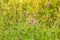Short-fringed knapweed, Centaurea nigrescens