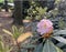 the short-fruited pink rhododendron blooms in June