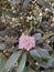 the short-fruited pink rhododendron blooms in June