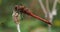 A short full HD 4K video clip of a large orange brown dragonfly resting on a plant stalk