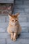 Short hair cute cat on rock brick road background