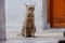 Short hair domestic cat stand and looking forward