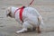 Short hair white Shih tzu dog on the sandy beach