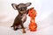 Short-haired brown and tan Russkiy toy Russian toy terrier puppy