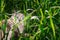 Short-haired cat lies in green grass. Portrait cute cat with blue eyes looks at the camera with displeasure.