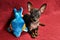 Short-haired puppy of Russkiy toy Russian Toy Terrier with a plush toy