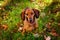 A short-haired red Dachshund stands on the lawn. On the green lawn are oak leaves-the first symbol of the coming autumn