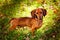 A short-haired red Dachshund stands on the lawn in the sunlight. Oak leaves lie on the green grass-the first symbol of the coming