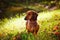 A short-haired red Dachshund stands on the lawn in the sunlight. Oak leaves lie on the green grass-the first symbol of the coming