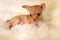 Short-haired Russkiy toy Russian toy terrier puppy