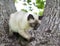 Short haired young cat, kitten, seal point color on a tree trunk