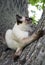 Short haired young cat, seal point color lies on a tree trunk and looks up