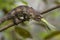 Short-horned Chameleon - Calumma brevicorne