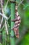 Short-horned chameleon, Calumma brevicorne, Andasibe-Mantadia National Park, Madagascar wildlife