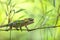 Short-horned chameleon, Calumma brevicorne, Andasibe-Mantadia National Park, Madagascar wildlife