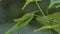 Short-horned Grasshopper on green leaf in tropical rain forest.