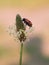 Short-horned leaf beetle, Clytra laeviuscula