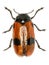 Short-horned Leaf Beetle on white Background