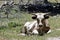 Short horned Longhorn on Texas Ranch