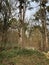 Short leafed pine tree in a forest  western Arkansas