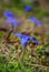 Short-leaved Gentian - Gentiana brachyphylla